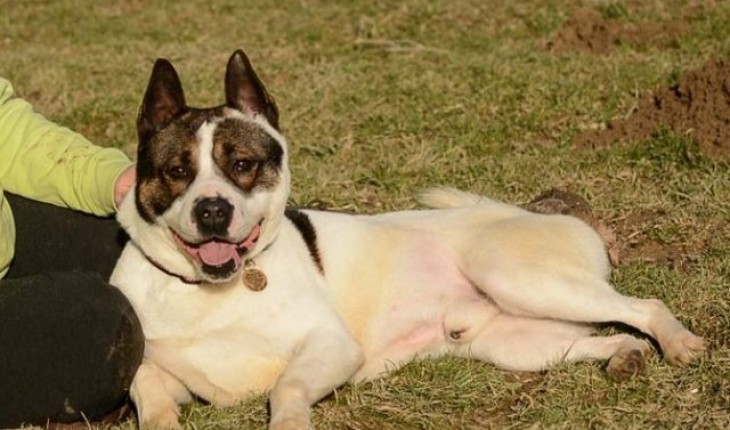 Miko – 3 year old male Akita cross Staffordshire Bull Terrier dog for