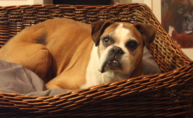 sophie-11-year-old-female-boxer-dog-for-adoption