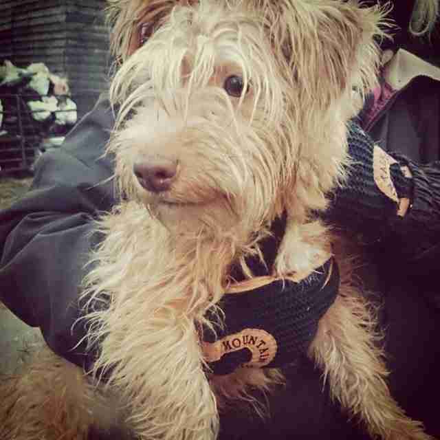 Posts by Dorset & Somerset Dog Rescue Dogs for Adoption & Rescue