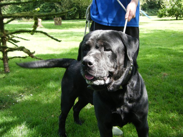 Harvey – 6 year old male Rottweiler cross Labrador dog for ...