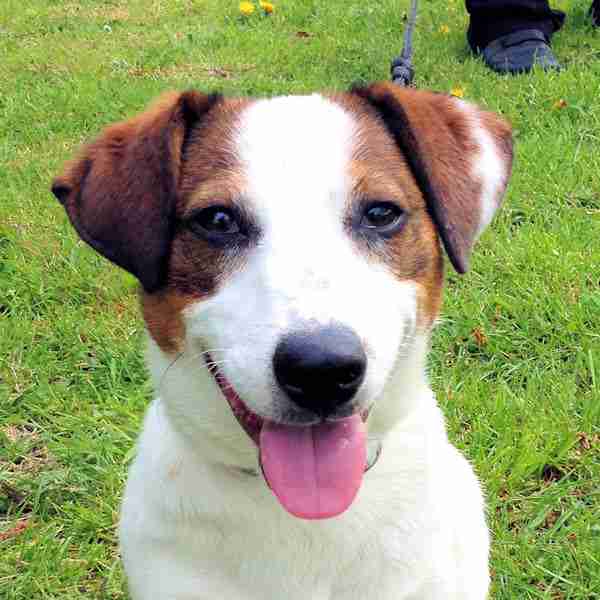 Lola 10 month old female Jack Russell cross Basset Hound dog for adoption