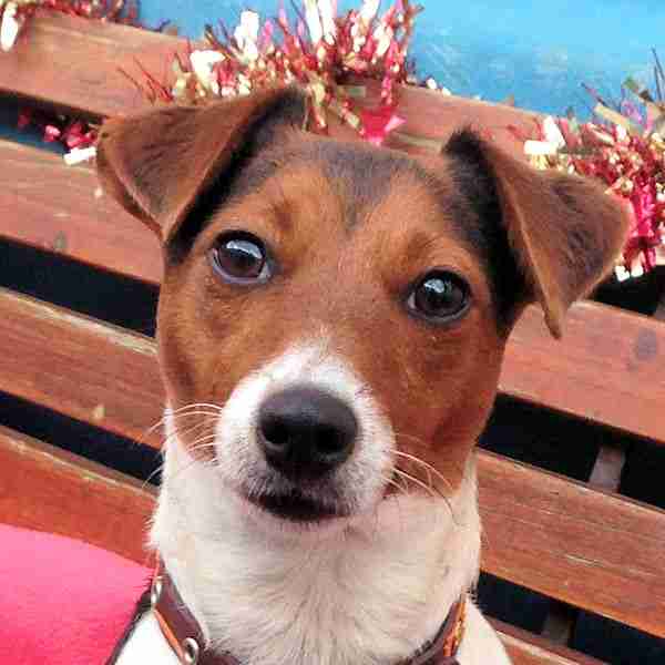 Posts by Mayhew Animal Home Dogs for Adoption &amp; Rescue