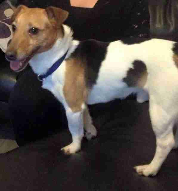 Posts by Wirral Dog Rescue (formerly Merseyside Mutts) Dogs for