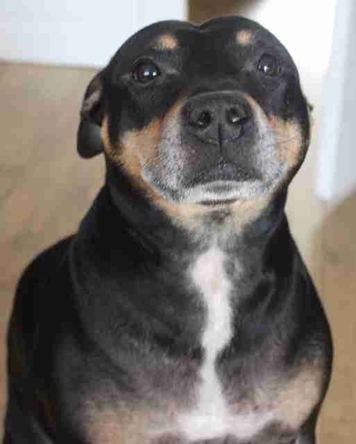 Posts by Staffordshire Rescue Scotland Dogs for Adoption & Rescue