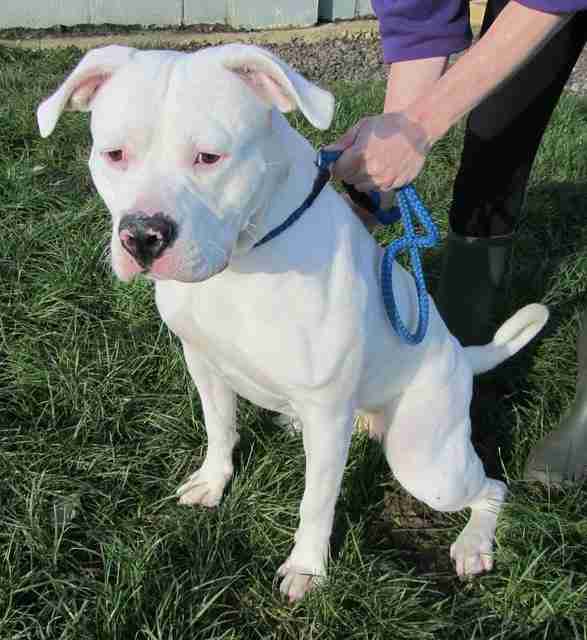 Bessie – 2 year old female American Bulldog Cross dog for adoption