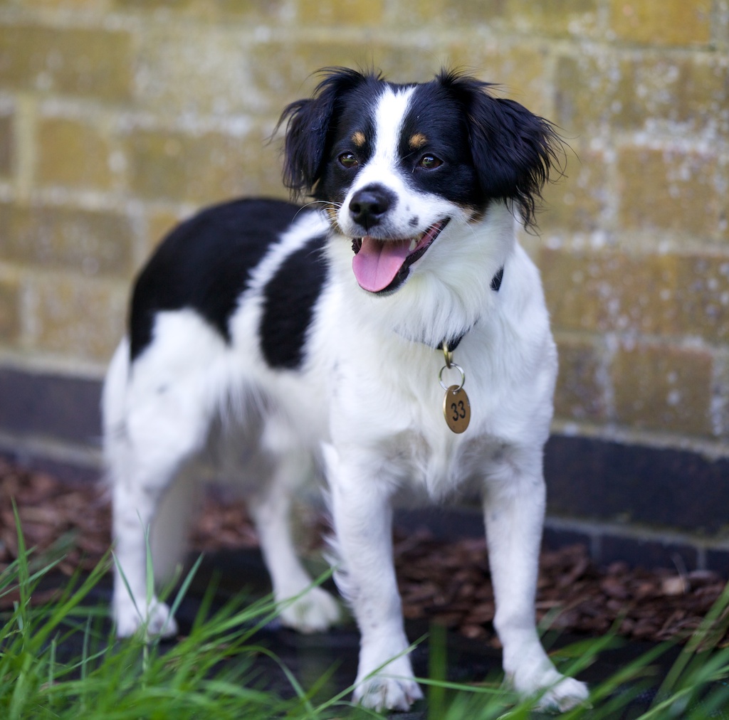 cocker spaniel rescue nc