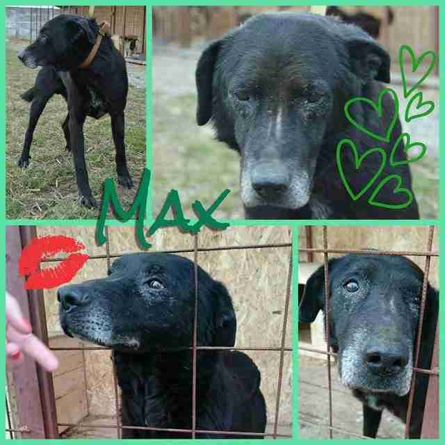 max-10-year-old-male-labrador-cross-dog-for-adoption
