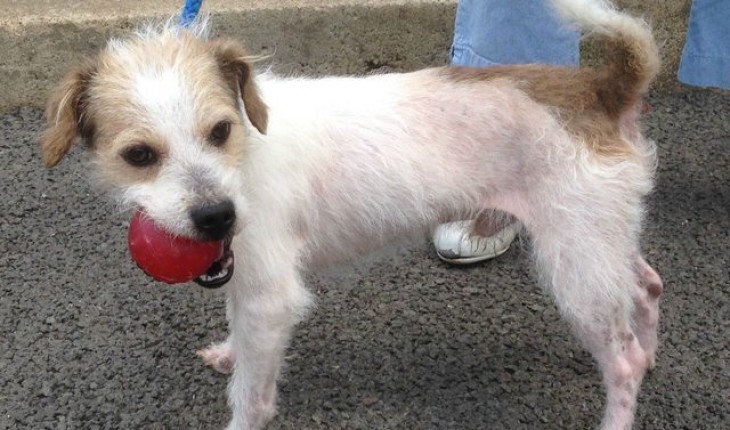 jack 4 year old male jack russell terrier dog for adoption jack 4 year old male jack russell terrier