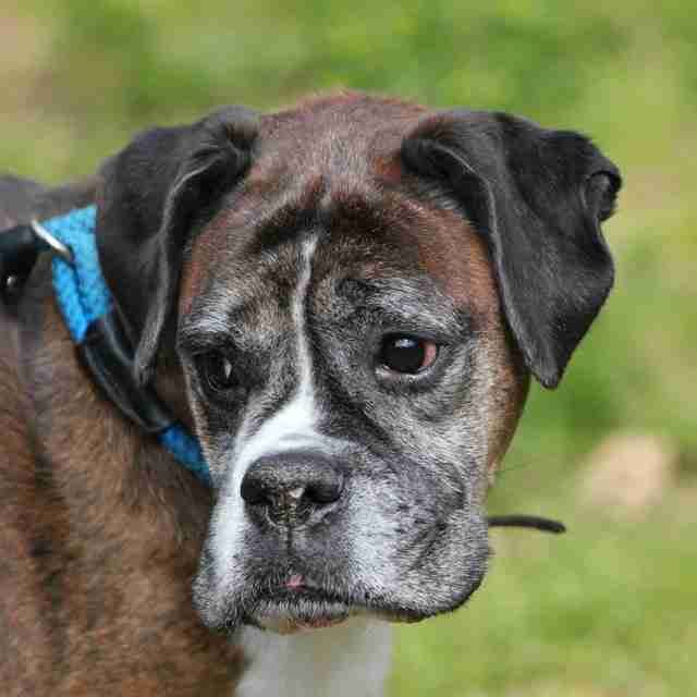 Posts by Joey's Legacy Boxer Rescue Liverpool Dogs for Adoption