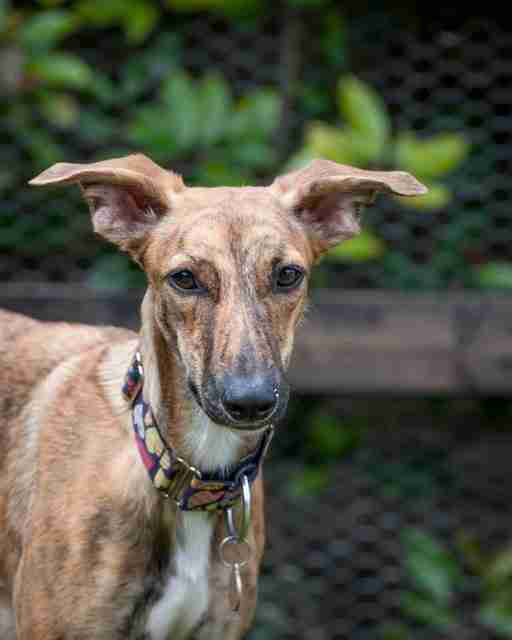 Posts by Glendee Rescue Hertfordshire Dogs for Adoption & Rescue