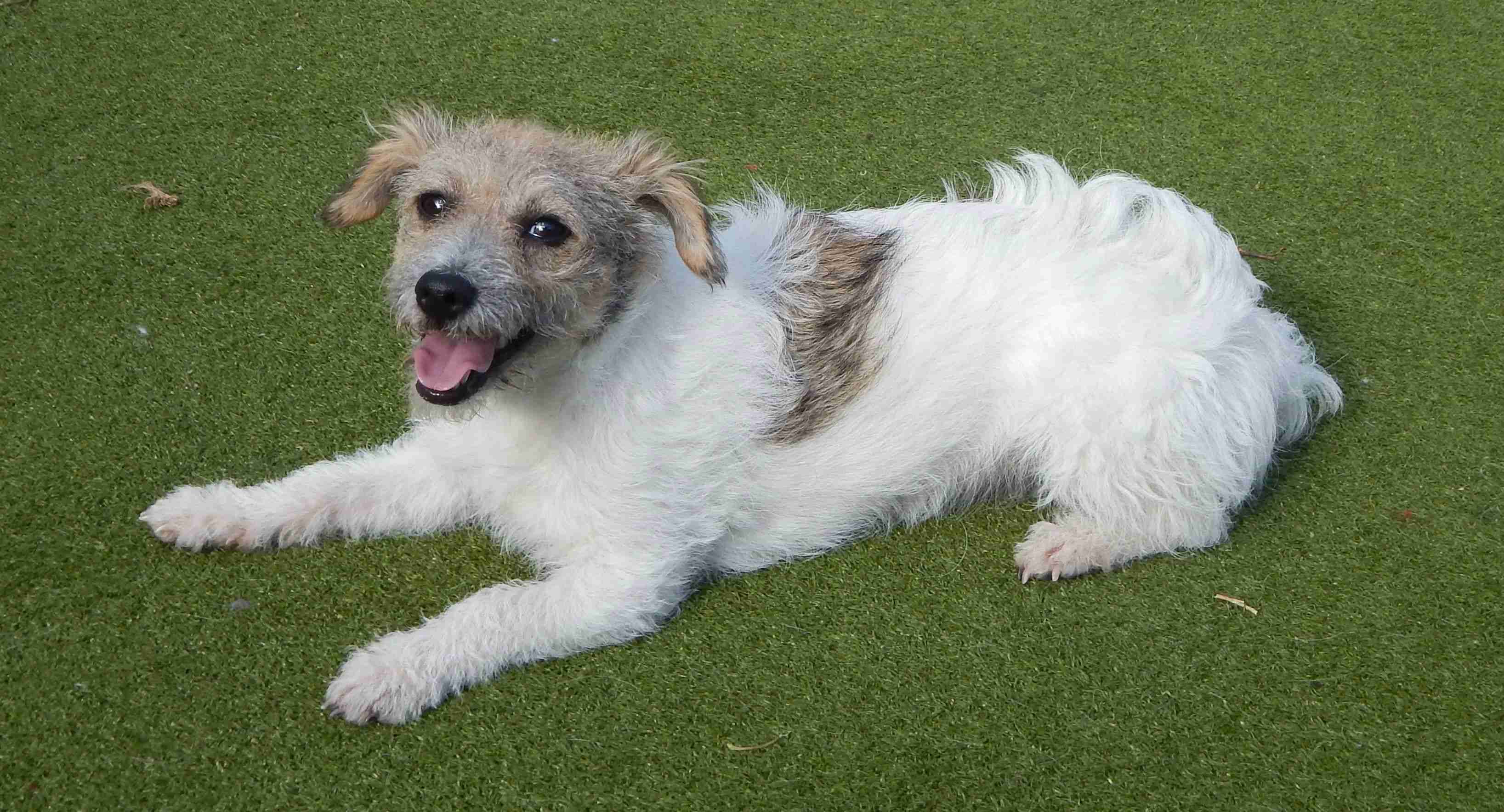 Posts by Pupsneedinghomes East Sussex Dogs for Adoption & Rescue Page 12