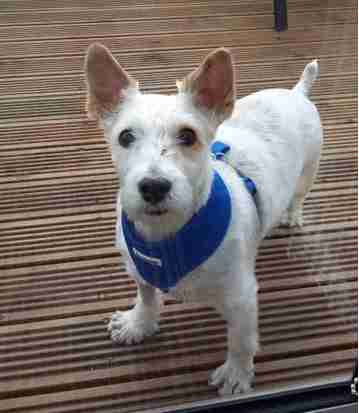 Jack – 11 year old male West Highland White Terrier cross Jack Russell
