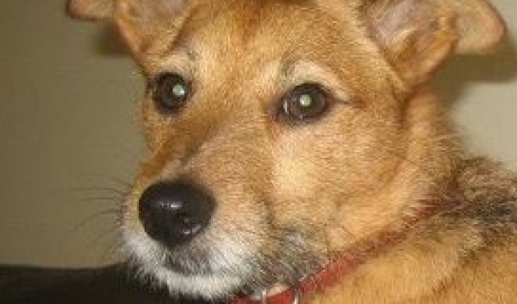 Milo 7 Year Old Male Jack Rus Terrier Dog For Adoption Milo 7 Year Old Male Jack Rus Terrier