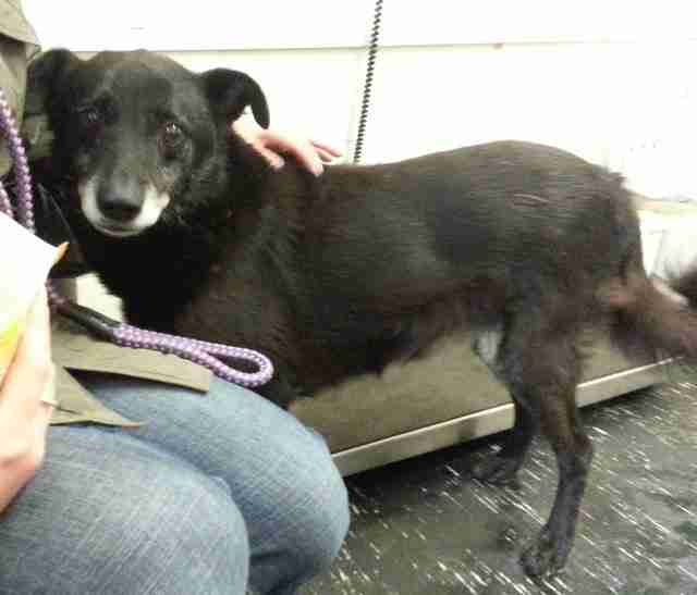 Posts by Animal Helpline Dog Rescue Peterborough Dogs for Adoption