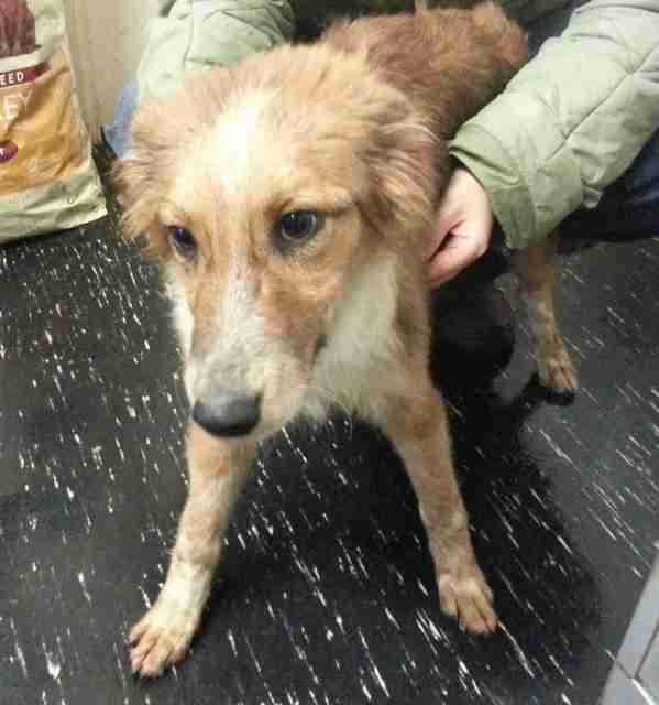 Posts by Animal Helpline Dog Rescue Peterborough Dogs for Adoption