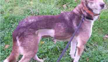 Dogs For Rescue Near Chippenham Dogs For Rescue Near Chippenham