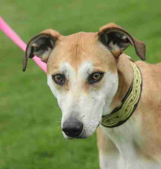 Posts by Jerry Green Dog Rescue North Yorkshire Dogs for Adoption