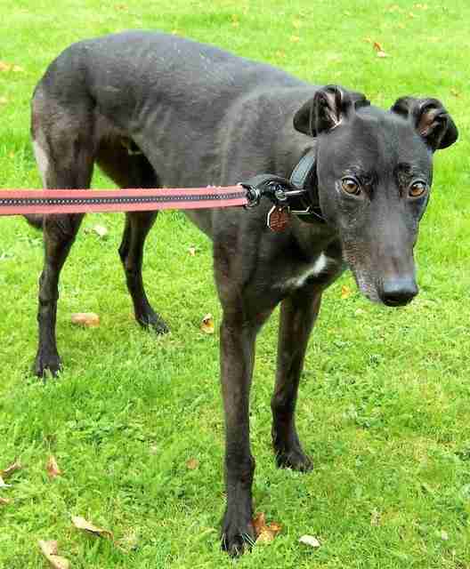 Posts by Pound Puppy Animal Rescue Dorset Dogs for Adoption & Rescue