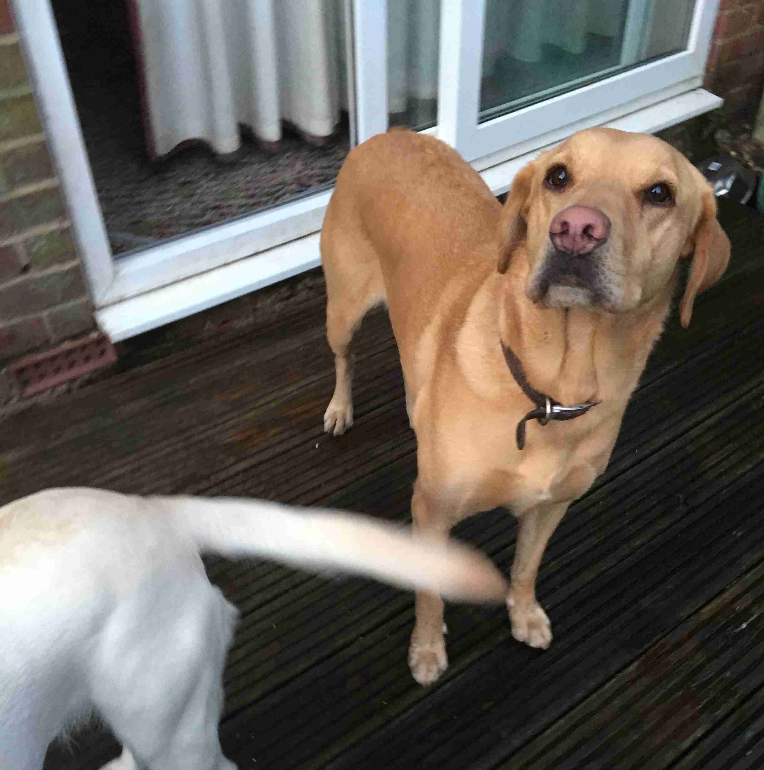 Posts by Dorset & Somerset Dog Rescue Dogs for Adoption & Rescue