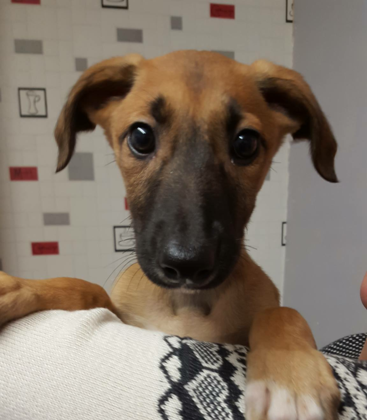 Posts by Dorset & Somerset Dog Rescue Dogs for Adoption & Rescue