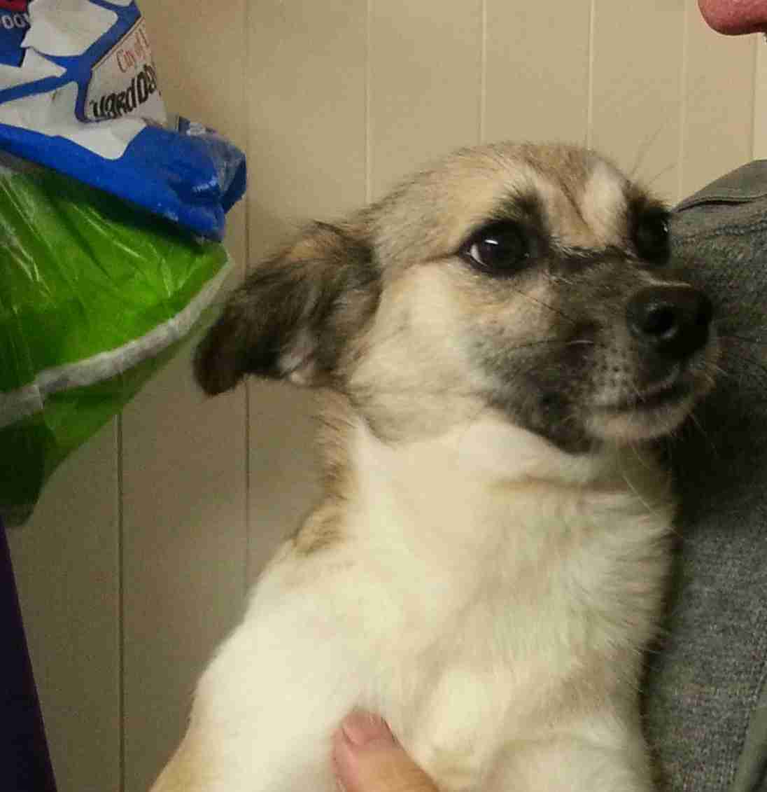 Posts by Animal Helpline Dog Rescue Peterborough Dogs for Adoption