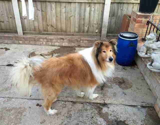 Posts by All Animals Rescue and Rehome Essex Dogs for Adoption & Rescue Page 21 Posts by All Animals Rescue and Rehome Essex Dogs for Adoption & Rescue Page 21