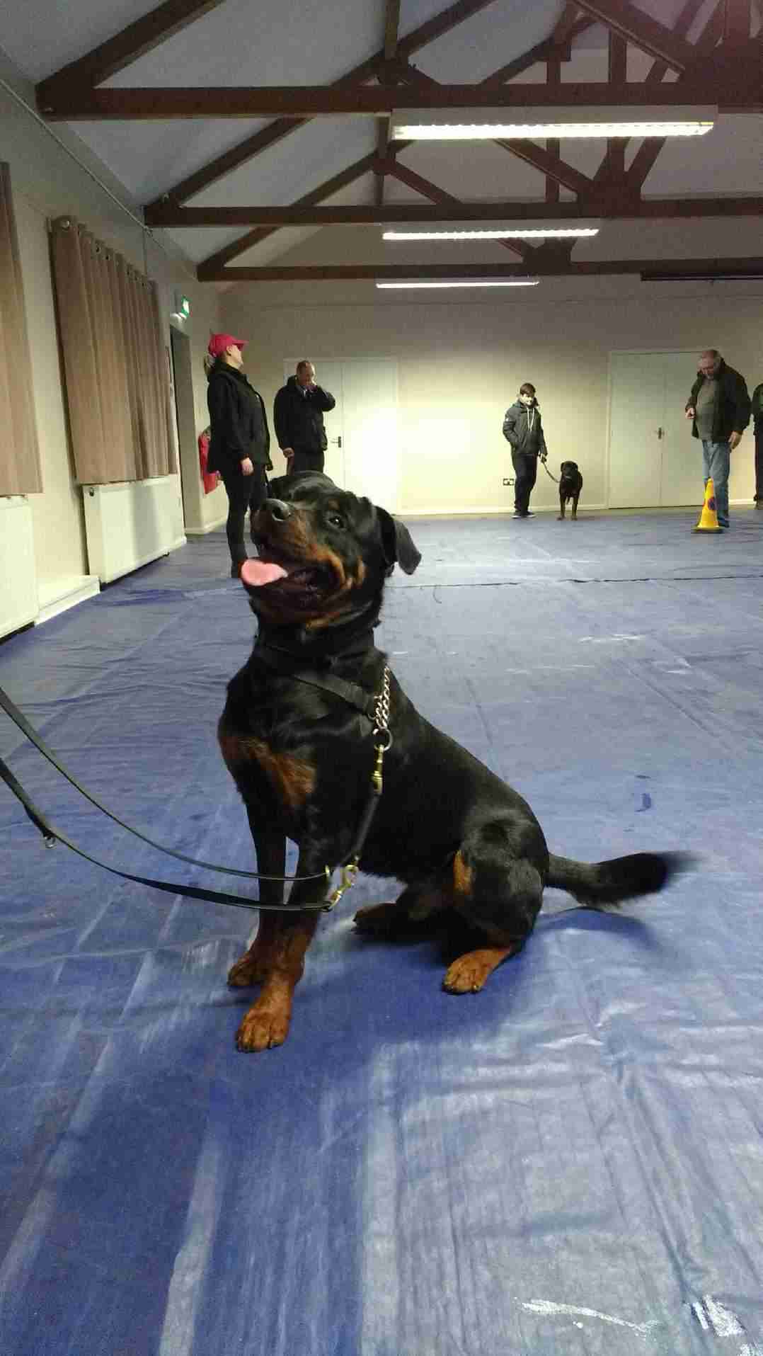 Posts by Woodview Kennels Essex Dogs for Adoption & Rescue