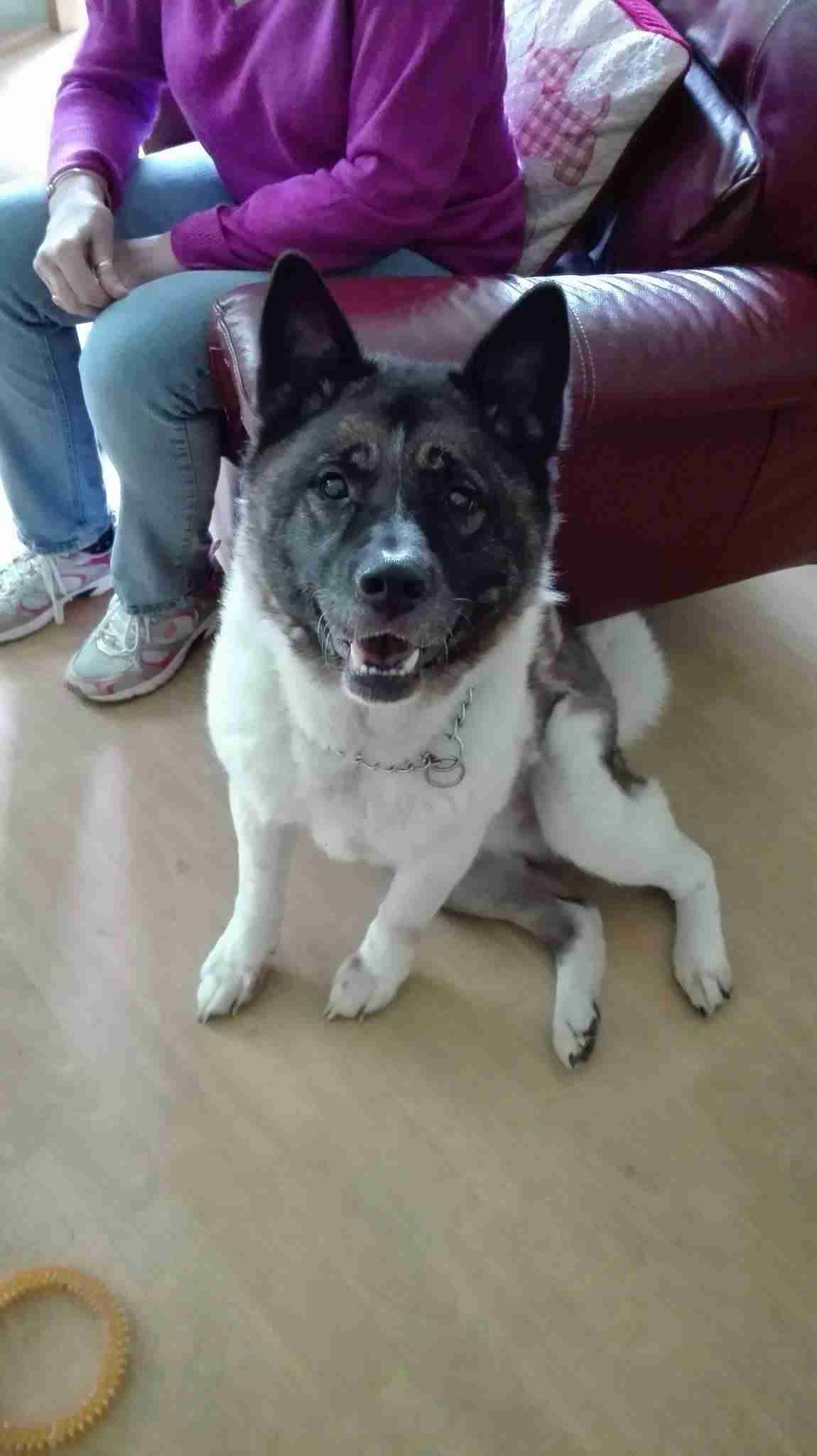 Beth 7 year old female Akita dog for adoption