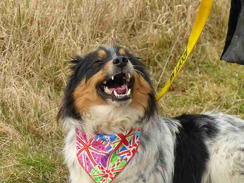 Posts by Suffolk Dog Rescue Dogs for Adoption & Rescue