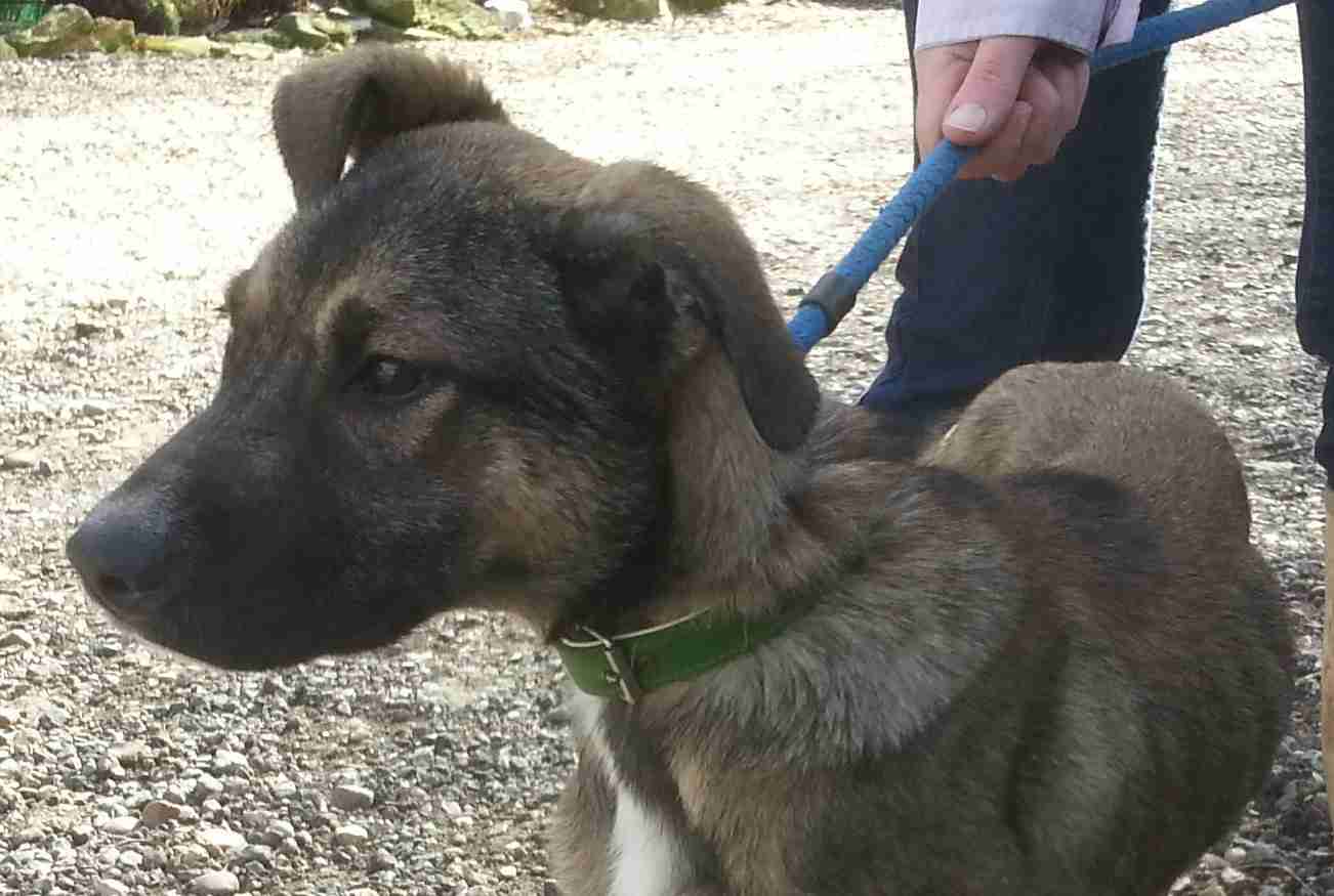 Posts by Animal Helpline Dog Rescue Peterborough Dogs for Adoption