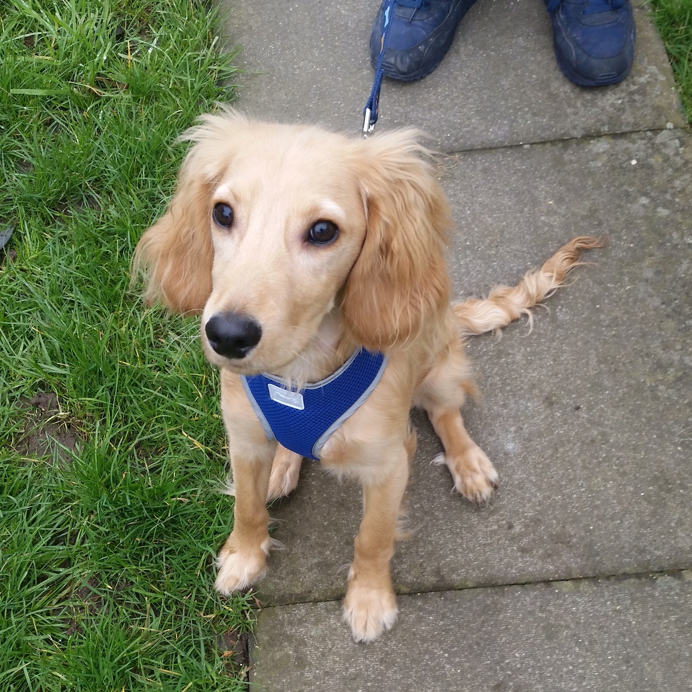 oscar-6-month-old-male-cocker-spaniel-cross-dog-for-adoption