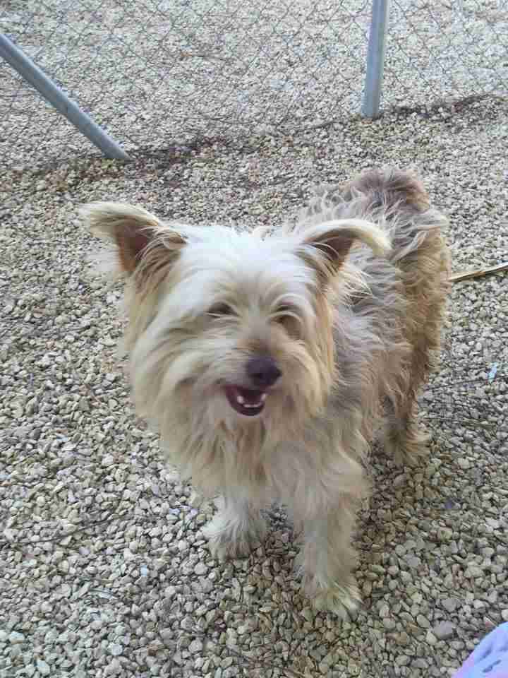 Posts by Suffolk Dog Rescue Dogs for Adoption & Rescue