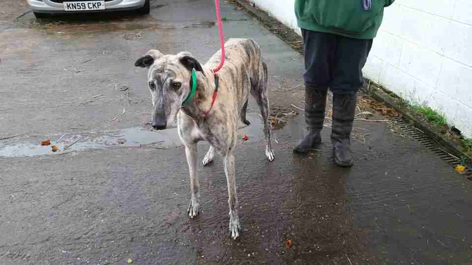 Posts by Bark Inn Greyhound Boarding and Rehoming Kennels West Midlands
