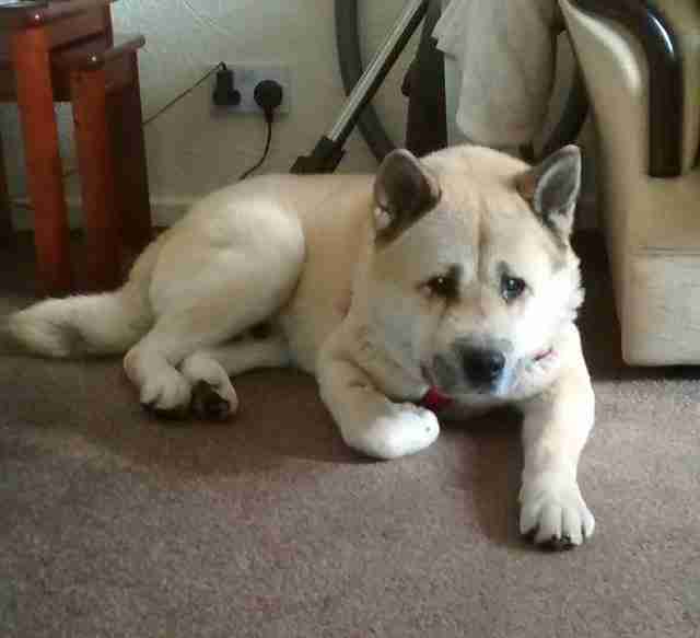 Posts by Friends of Akitas Trust UK Dogs for Adoption & Rescue