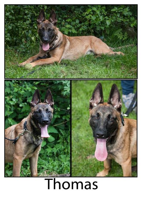 Thomas – 5-6 Month Old Male Belgian Shepherd Dog For Adoption