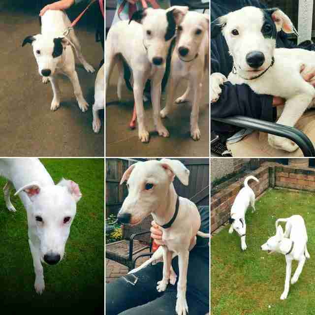 Posts by Woodview Kennels Essex Dogs for Adoption & Rescue