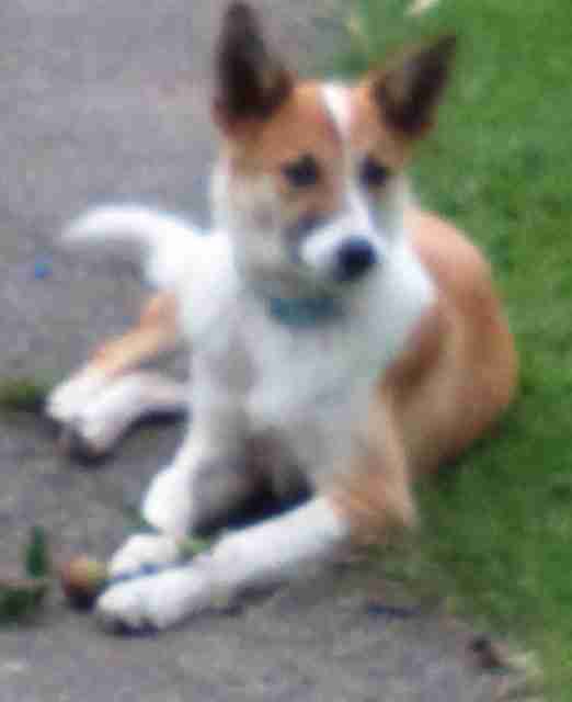 Posts by Freshfields Animal Rescue Centre North Wales