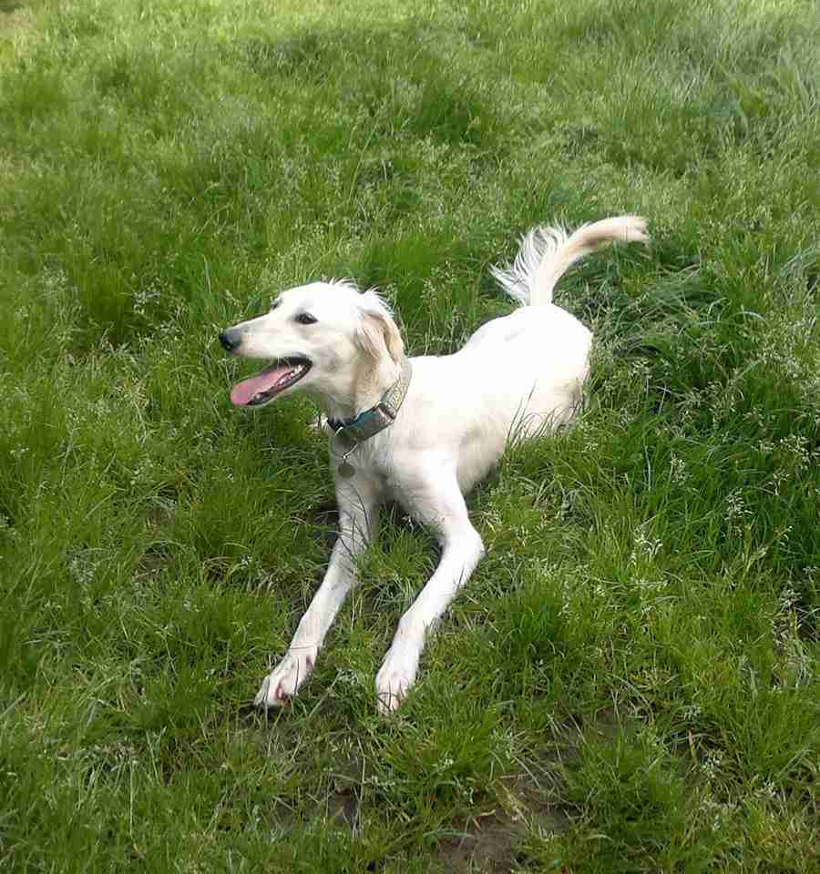 Sarika 2 year old female Saluki Cross dog for adoption
