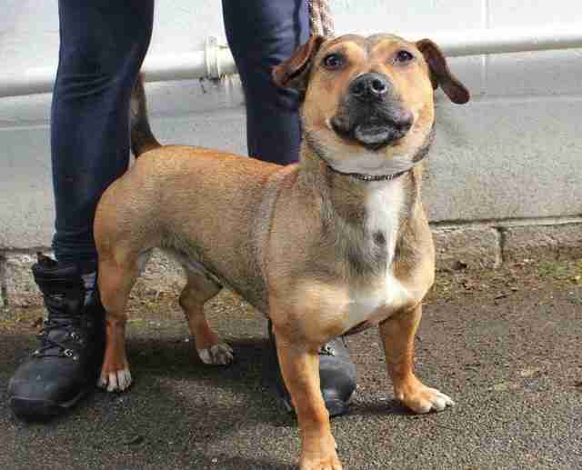 Posts by All Animal Rescue Southampton Dogs for Adoption & Rescue