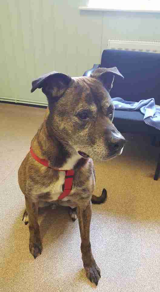 Posts by Jerry Green Dog Rescue North Yorkshire Dogs for Adoption