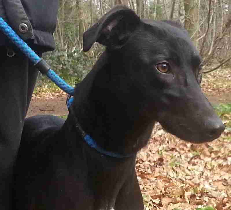 Posts by Animal Helpline Dog Rescue Peterborough Dogs for Adoption