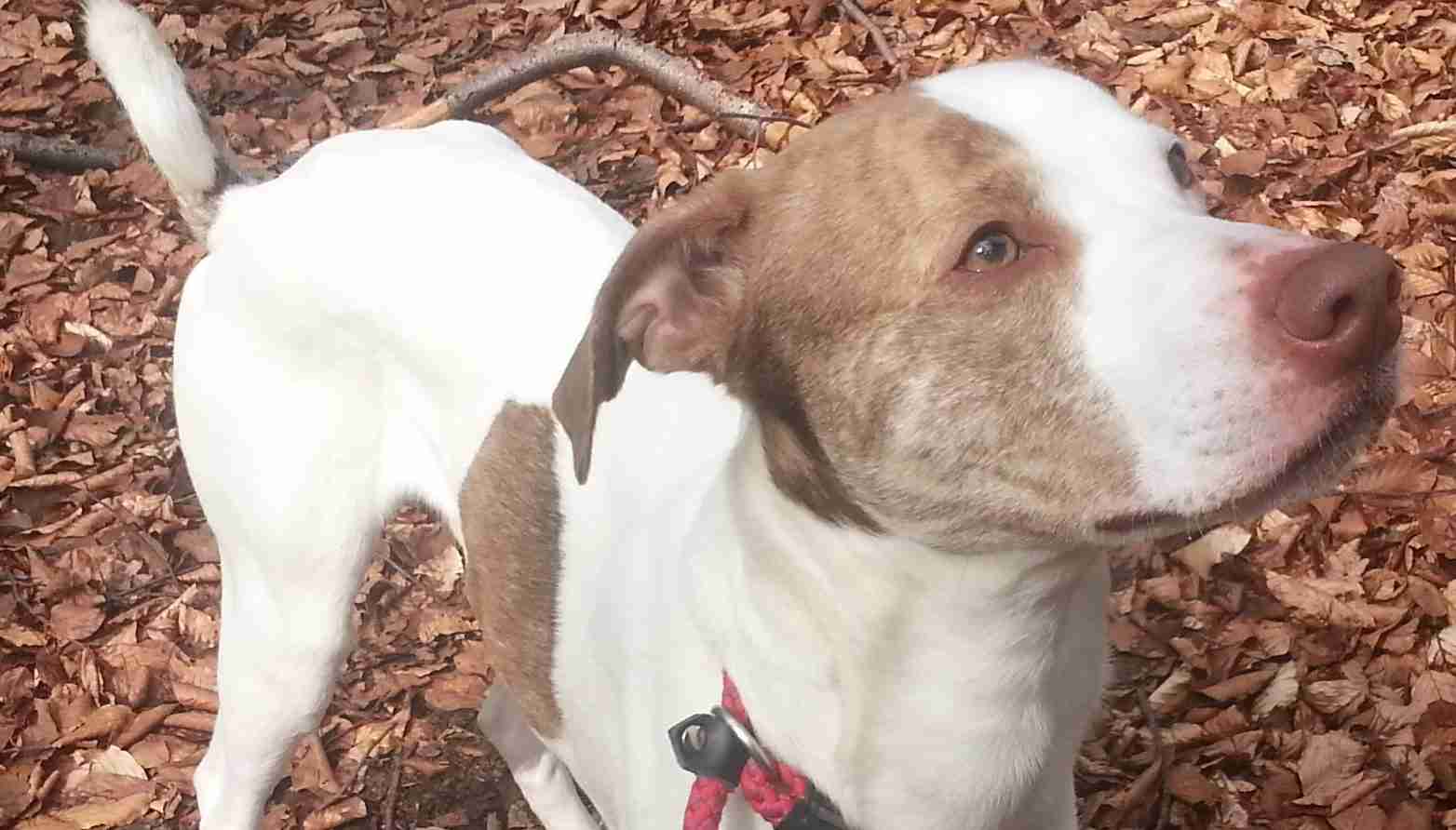 Posts by Animal Helpline Dog Rescue Peterborough Dogs for Adoption