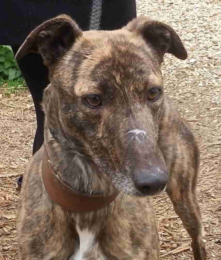 Posts by Animal Helpline Dog Rescue Peterborough Dogs for Adoption