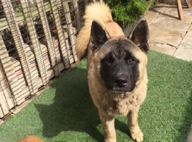 Diesel – 5 month old male Akita dog for adoption