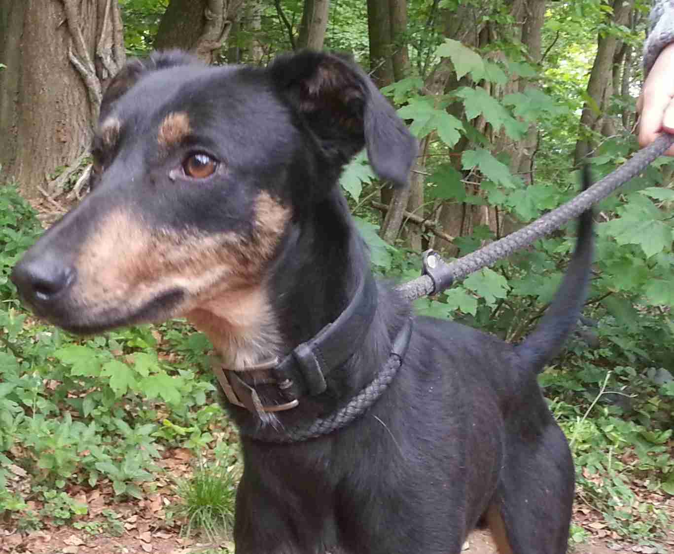 Posts by Animal Helpline Dog Rescue Peterborough Dogs for Adoption