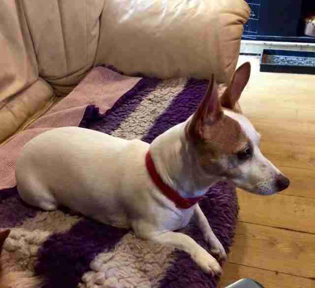Posts by All Animals Rescue and Rehome Essex Dogs for Adoption & Rescue Page 19 Posts by All Animals Rescue and Rehome Essex Dogs for Adoption & Rescue Page 19