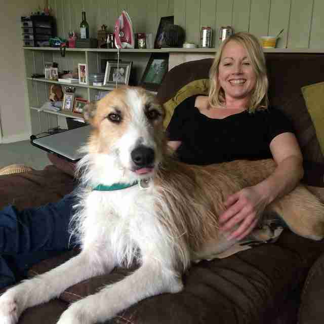 Posts by Canine Welfare Rescue Centre Suffolk Dogs for Adoption