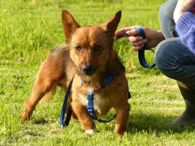 Posts by Suffolk Dog Rescue | Dogs for Adoption & Rescue - DogsBlog.com