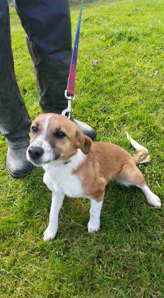 Posts by Pupsneedinghomes East Sussex Dogs for Adoption & Rescue Page 7