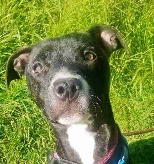 Posts by Animal Helpline Dog Rescue Peterborough Dogs for Adoption